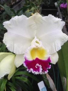 Rhyncholaeliocattleya Dream Trader