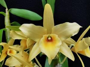 Dendrobium Honey Moon
