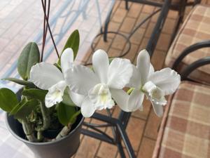 Cattlianthe White Bridal