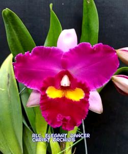 Rhyncholaeliocattleya Elegant Dancer