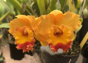 Rhyncholaeliocattleya Love Call