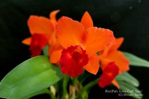 Rhyncholaeliocattleya Love Call