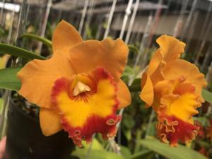 Rhyncholaeliocattleya Love Call