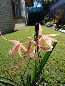 Brassocattleya Yellow Bird