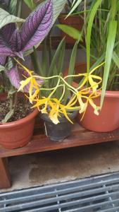 Brassocattleya Yellow Bird