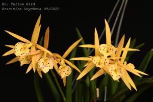 Brassocattleya Yellow Bird