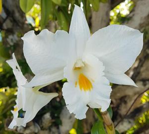 Dendrobium Judith Nakayama