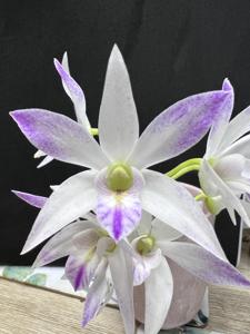 Dendrobium Kenny Green