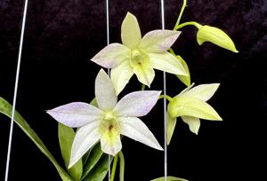 Dendrobium Kenny Green