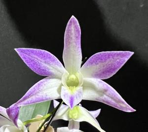 Dendrobium Kenny Green