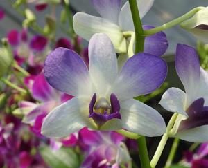 Dendrobium Blue Angel