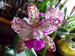 Cattleya Calvin Grisafe