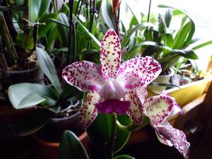 Cattleya Calvin Grisafe