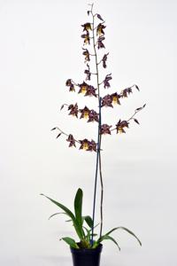 Oncidium Durham Majestic