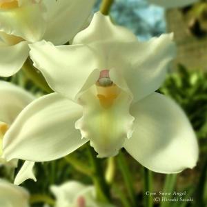 Cymbidium Snow Angel