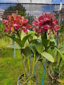 Rhyncholaeliocattleya Waianae Leopard