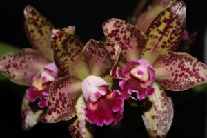 Rhyncholaeliocattleya Waianae Leopard