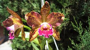 Rhyncholaeliocattleya Waianae Leopard
