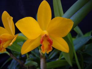 Cattleya Beauphylla