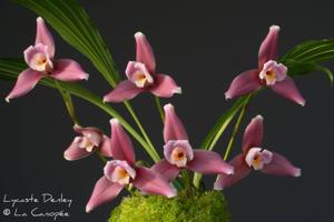 Lycaste Denley