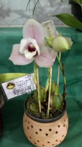 Lycaste Kianora