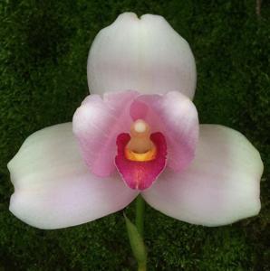 Lycaste Sunray