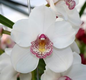 Cymbidium Lovely Angel