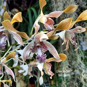 Dendrobium Australian Friendship