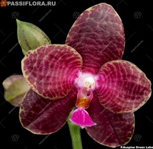 Phalaenopsis Auspice Green Lake