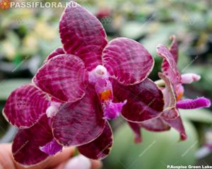 Phalaenopsis Auspice Green Lake