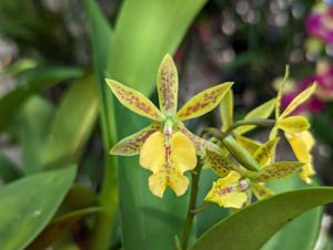 Guaridendrum Isler's Goldregen