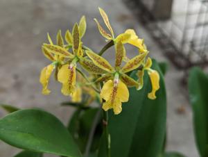 Guaridendrum Isler's Goldregen