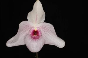 Paphiopedilum Lynleigh Koopowitz