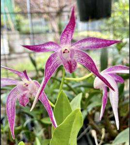 Dendrobium Colonial Campio