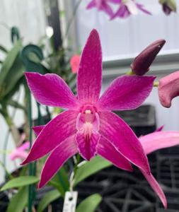 Dendrobium Colonial Surprise