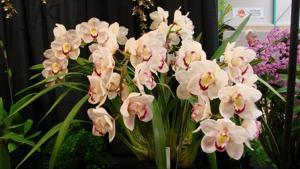 Cymbidium Valley Splash