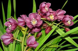 Cymbidium Valley Winter