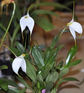 Masdevallia Mary Staal