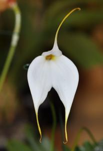 Masdevallia Mary Staal