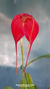 Masdevallia Angel Heart