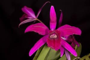 Cattleya Rubin