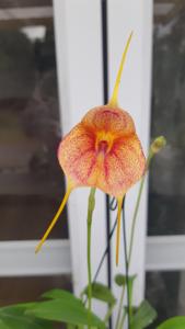 Masdevallia Angel Blush