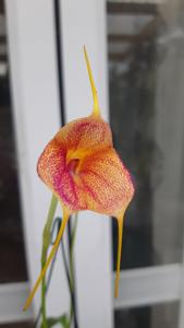 Masdevallia Angel Blush