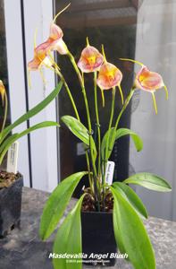 Masdevallia Angel Blush