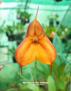 Masdevallia Bob Hoffman