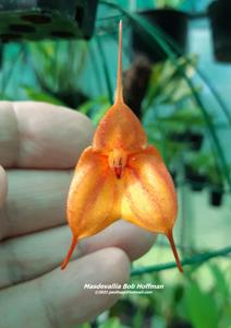 Masdevallia Bob Hoffman