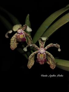 Vanda Agatha Motes