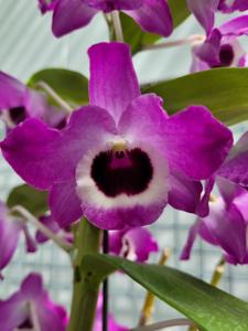 Dendrobium Jimboomba