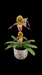 Paphiopedilum Transdoll