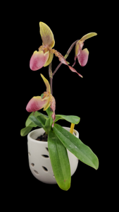 Paphiopedilum Transdoll